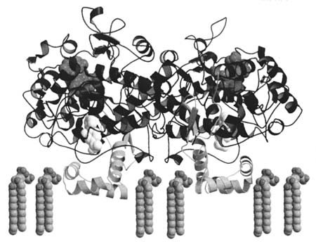 Модель   простагландин-синтазы с ассоциированными   липидами